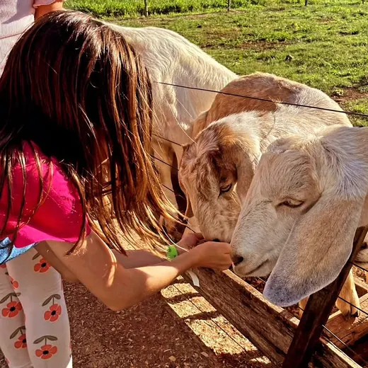 Menina alimentando cabritos na Fazendinha