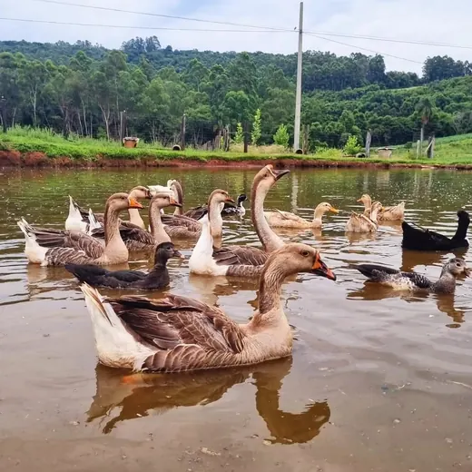 Gansos nadando no lago do Garden